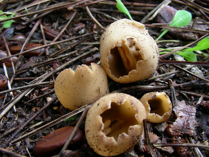 586 Febbraio vecchio ritrovamento